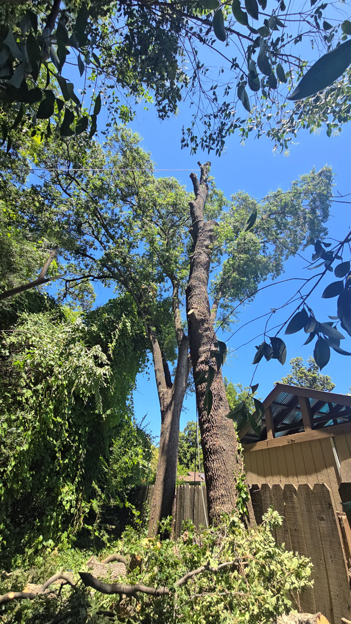 Tree services