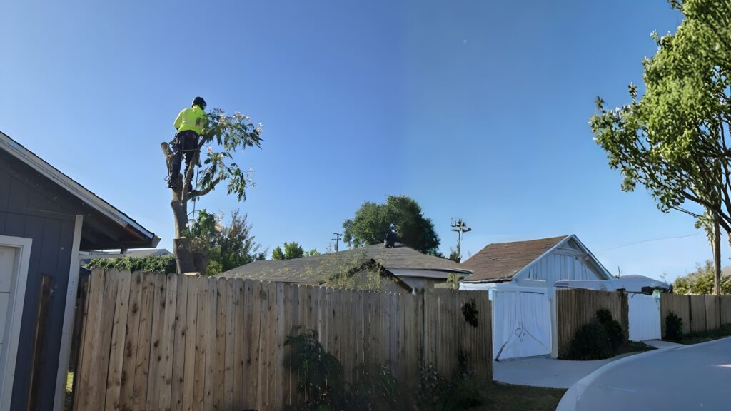 Tree services