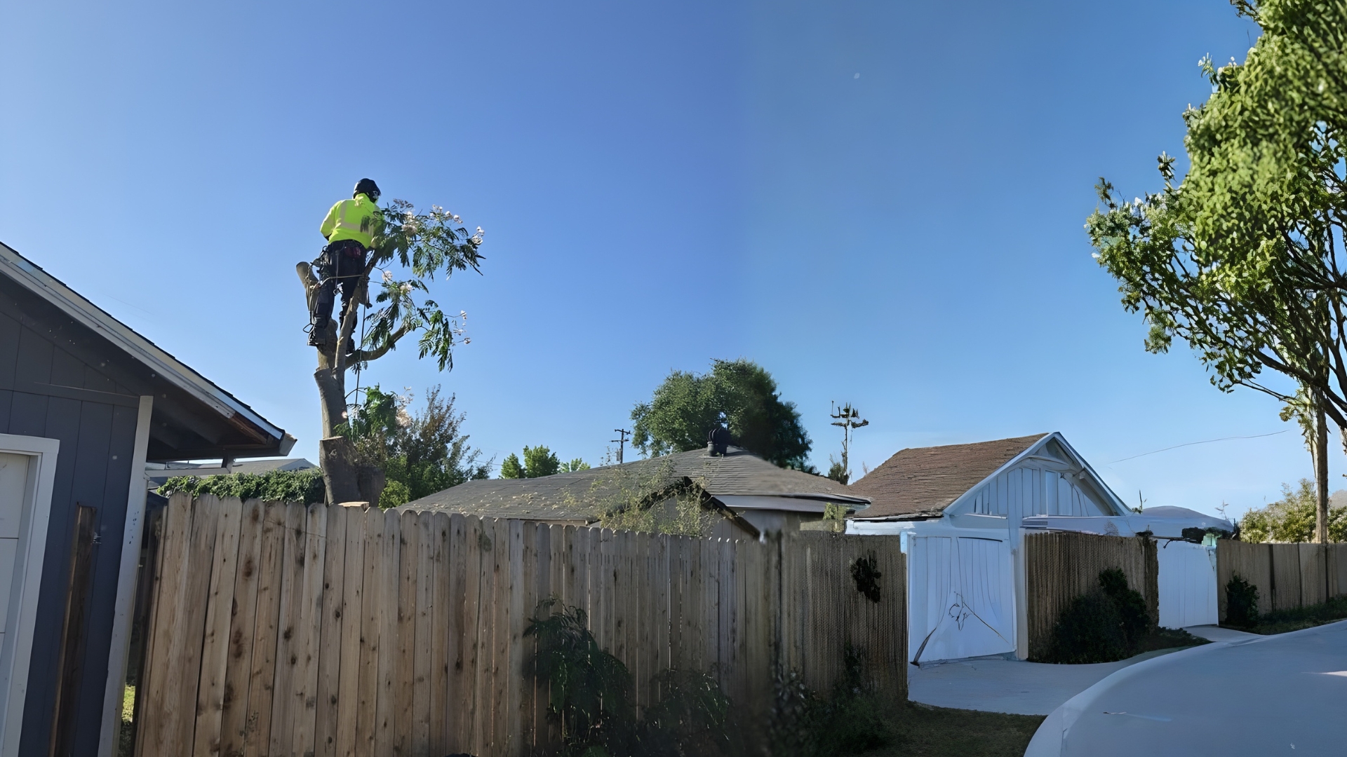 Tree services