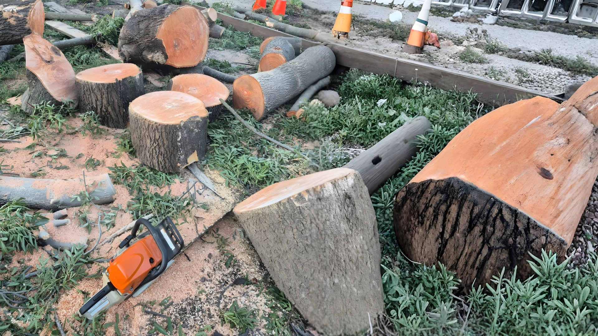 Tree services