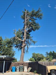 Tree services