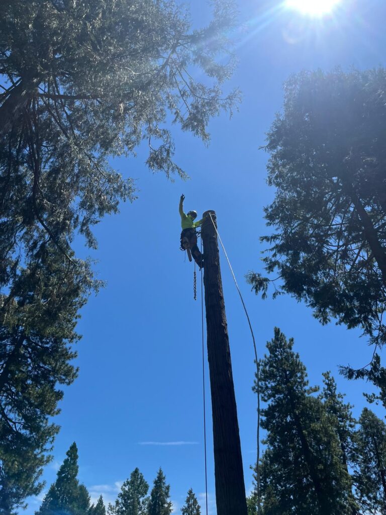 Tree services