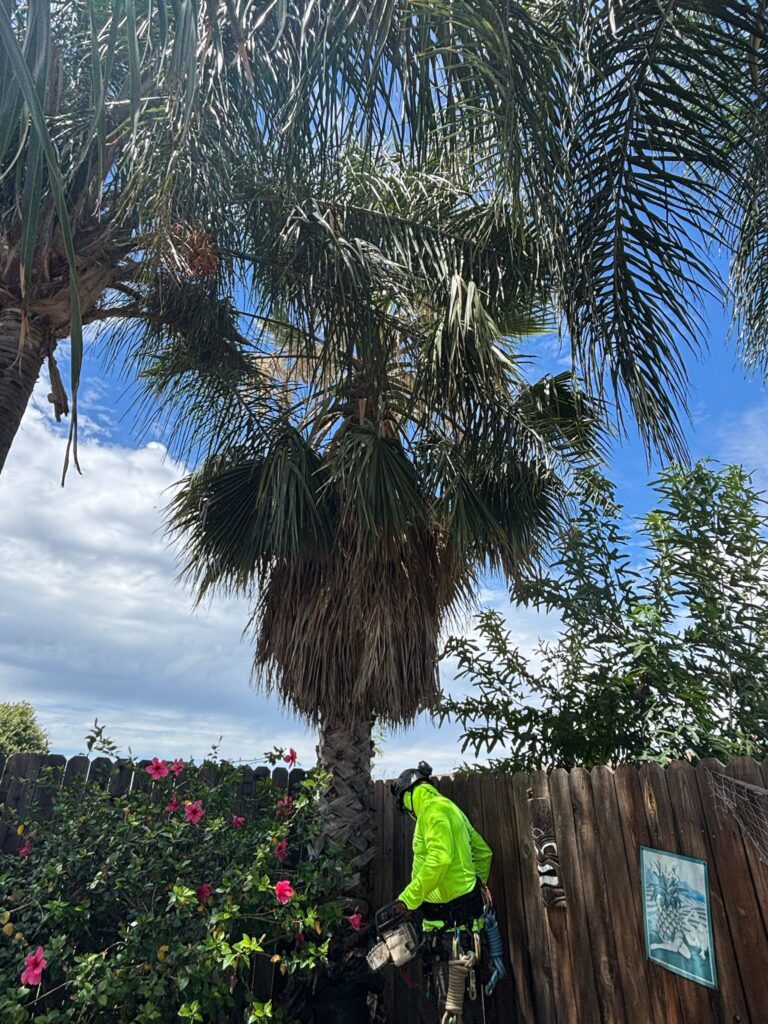 Tree services