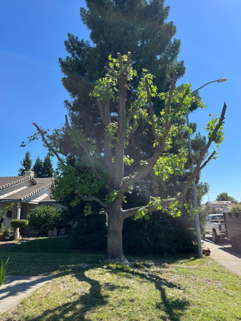Tree services