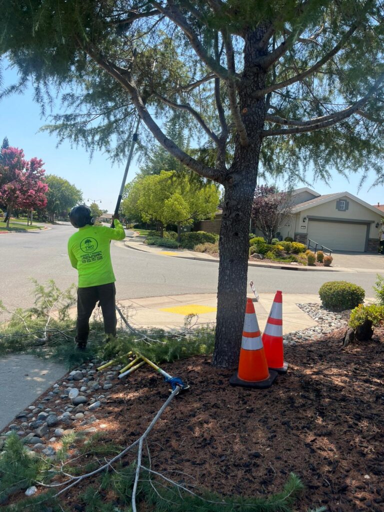 Tree services