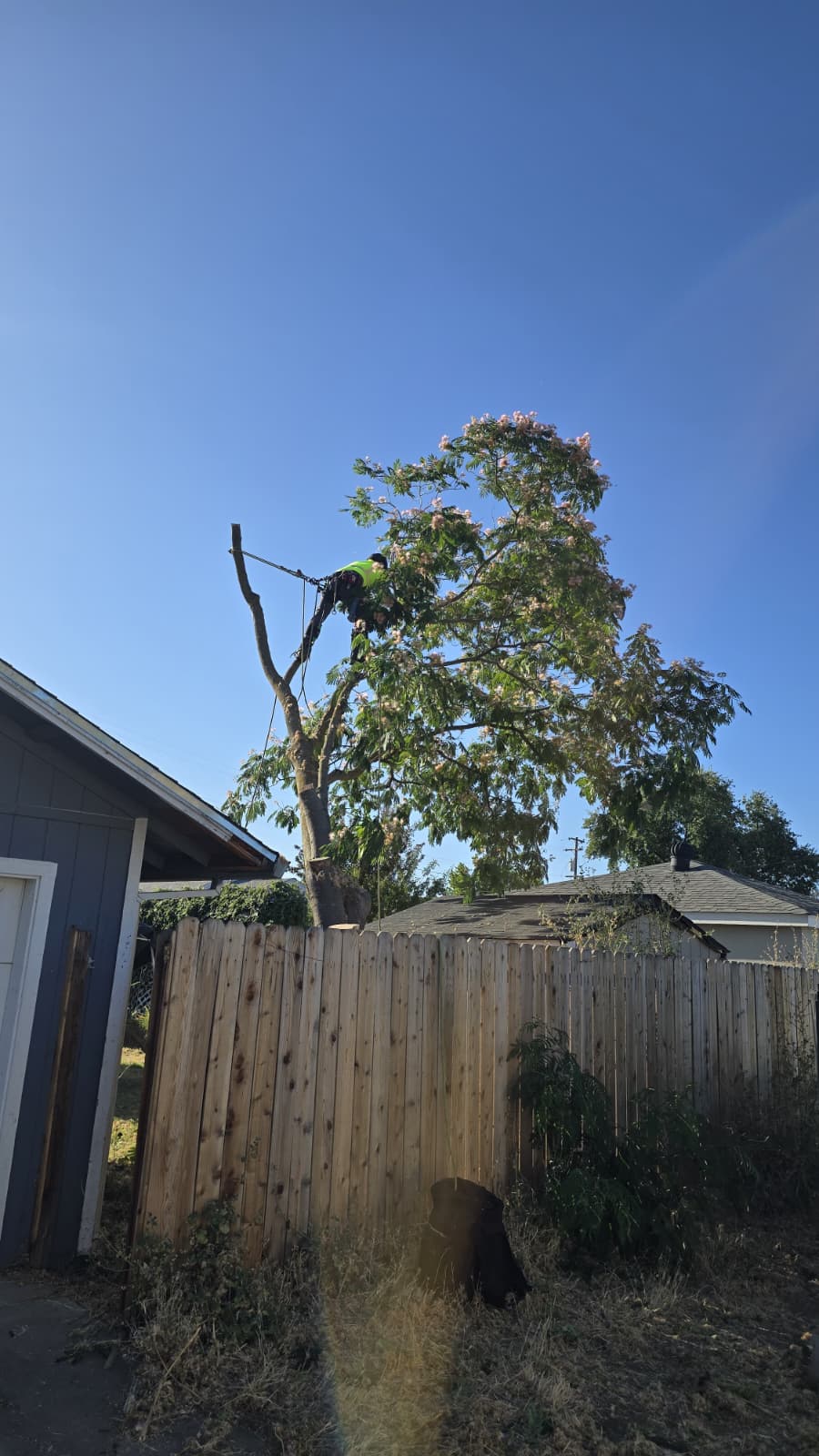 Tree services